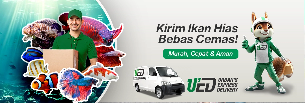 UED Kirim Ikan Hias